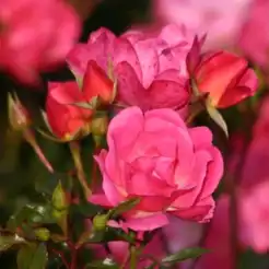 Rosa Maxi-Vita® - roz - trandafir pentru straturi Floribunda